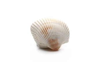 Seashell isolated on white background