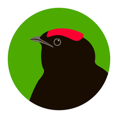 manakin bird head vector illustration flat style profile