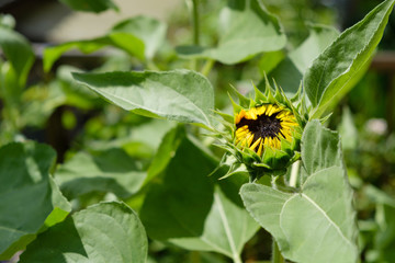 咲きかけのひまわり