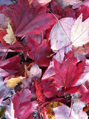 red autumn leaves
