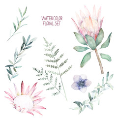 Watercolor botanical set. Hand drawn floral isolated illustration. Protea, fern and eucalyptus branch - obrazy, fototapety, plakaty