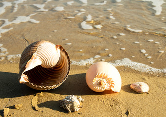 Sandstrand mit Wellen plätschern und zwei schönen gefundenen Muscheln