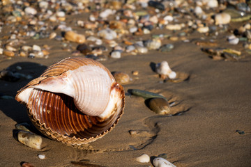 schöne angespülte Muschel am Kiesstrand