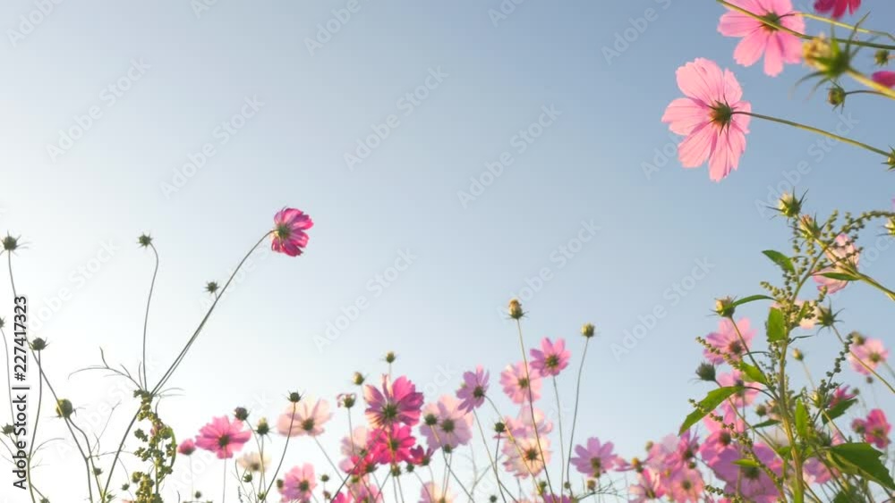 Wall mural pink cosmos swaying in wind in sunny day. copy space, isolated.