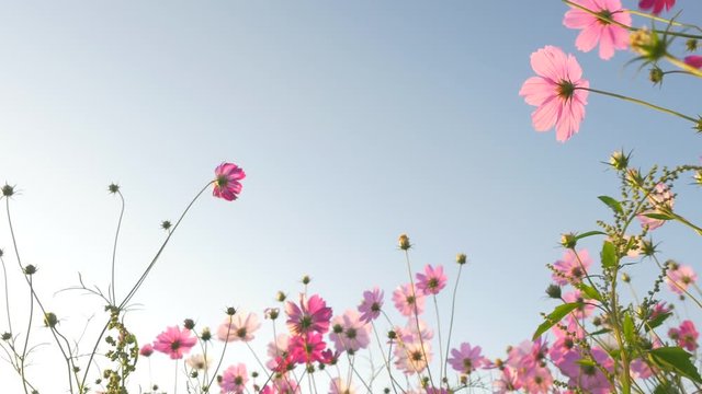 Pink cosmos swaying in wind in sunny day. Copy space, isolated.
