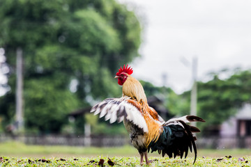 rooster or chicken on traditional free range poultry farm