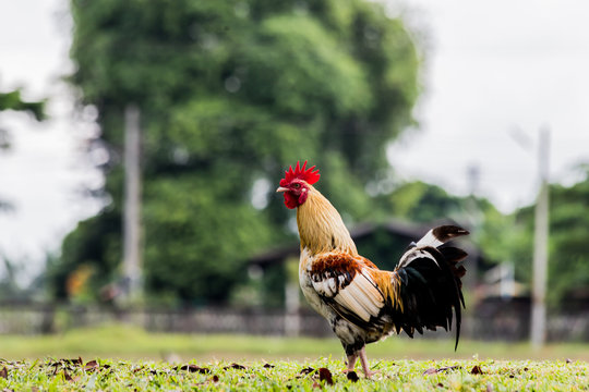 rooster or chicken on traditional free range poultry farm