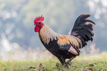 rooster or chicken on traditional free range poultry farm
