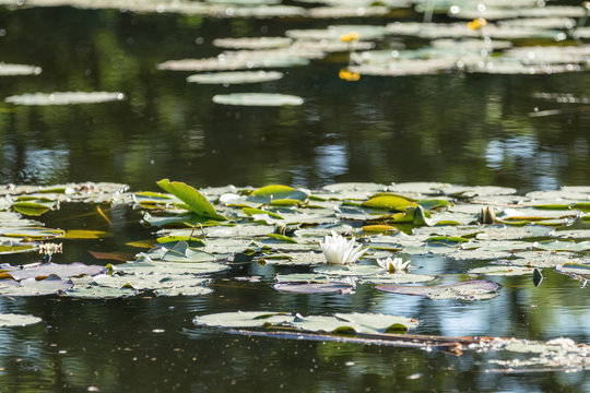 White water lily in a pond. Nymphaea alba. Beautiful white water lily