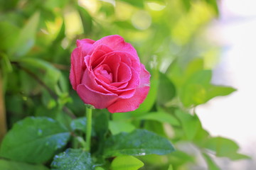 Pink roses in the garden with a blurred background. 
