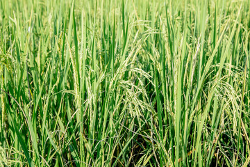 green rice field