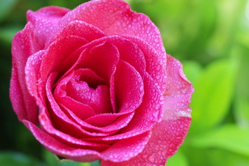 Pink roses in the garden with a blurred background. 
