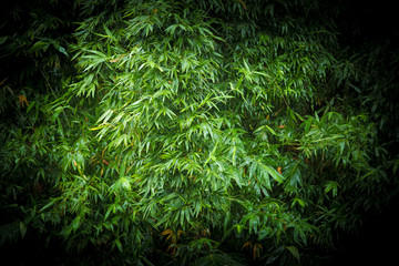 bamboo leaf background