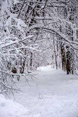 Picturesque photo of snowy trees in forest