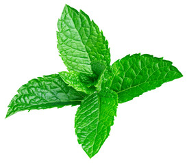 mint leaves isolated