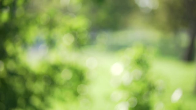 Blurred background of bright green leaves in city park blowing in wind