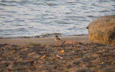 Wagtail on a beach in th morning at lake Mälaren, Stockholm