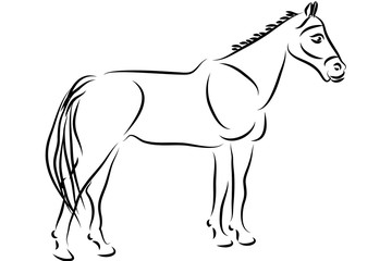 Black and White horse vector illustration design