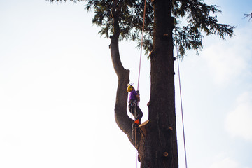 treeclimber above tree to perform pruning and felling arboriculture