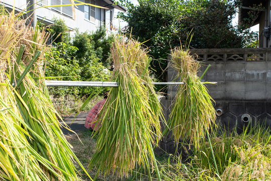 traditional rice sun drying after the rice harvest in japan