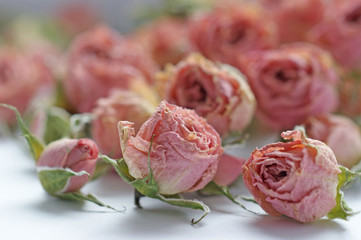dry buds of small pink roses flowers with green sepals