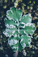 frozen leaves in winter time
