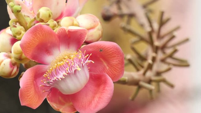 Couroupita guianensis with flower.
