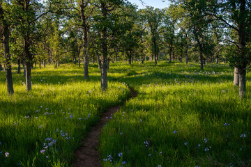 Fototapeta premium Grassy Path Through Oak Woodland