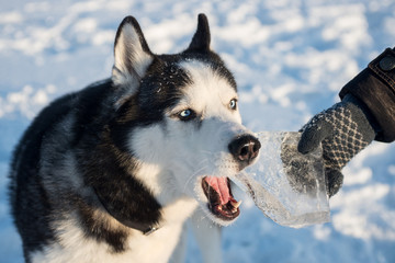 Black and white Siberian Husky with blue eyes. Dog outdoors in winter gnawing ice