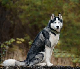 Naklejka na ściany i meble Black and white Siberian Husky with blue eyes. Purebred dog on the background of foliage