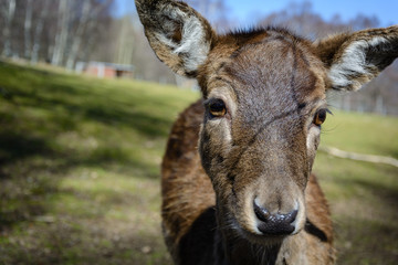 Naklejka na ściany i meble Deer Tier Säugetier Close Up
