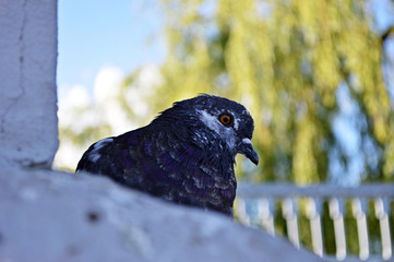 The dove sits on the edge of the fence against the sky