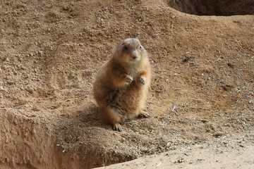 Prairie dog