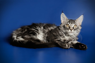 Maine Coon cat on colored backgrounds