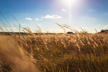landscape with field and buildings