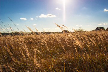 landscape with field and buildings