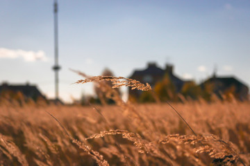 autumn grass end buildings close-up