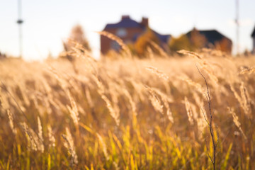 autumn grass end buildings close-up
