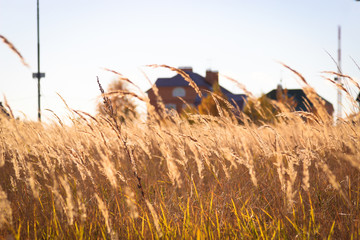 autumn grass end buildings close-up