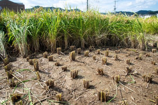 a paddy field during the rice harvest in Kyushu, Japan