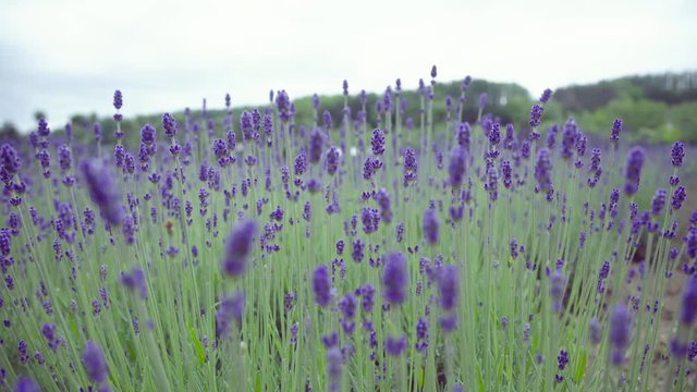Bud Lavender Flower in Field Start Summer Season in North of Japan in Cloudy Day 