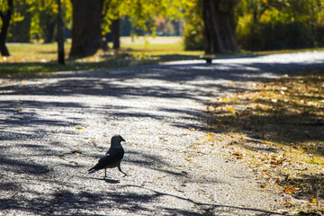bird walking in park