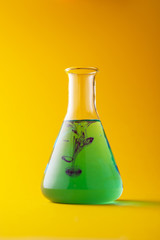 Erlenmeyer flask