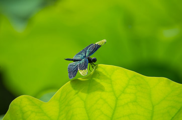 蓮の葉にとまるチョウトンボ