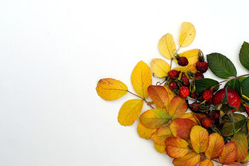 colored autumn rosehip leaves lie on a white background, top view