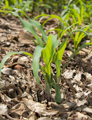 young plant in soil