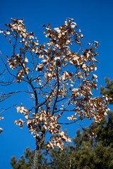 осенние деревья ветки