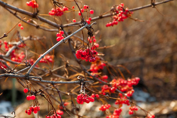 рябина осенью