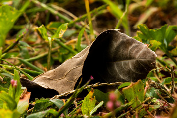 Folded Leaf