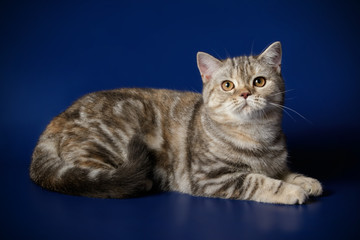 Scottish straight shorthair cat on colored backgrounds